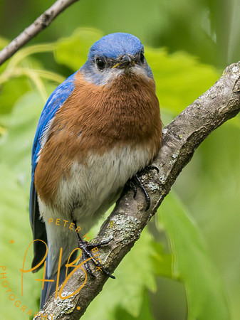 Indiana Birds and Wildlife 2023 3604-Enhanced-NR