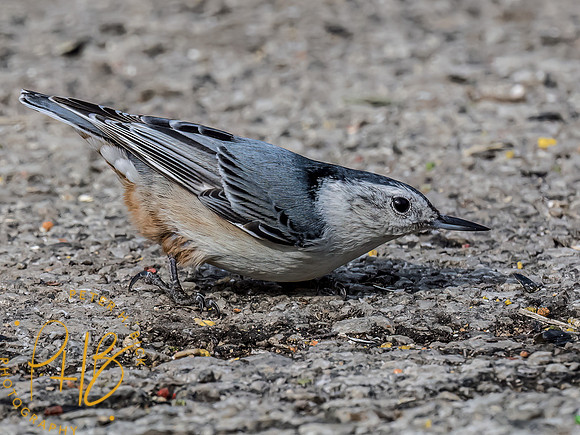 Indiana Birds and Wildlife 2023 0384-Edit