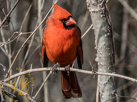 Indiana Birds and Wildlife 2023 0427-Edit