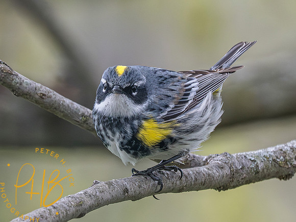 Indiana Birds and Wildlife 2023 2717-Enhanced-NR