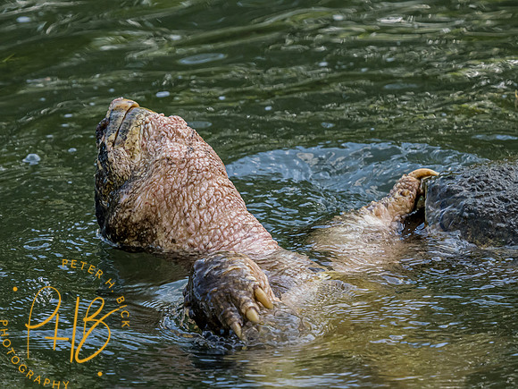 Indiana Birds and Wildlife 2023 3055-Edit