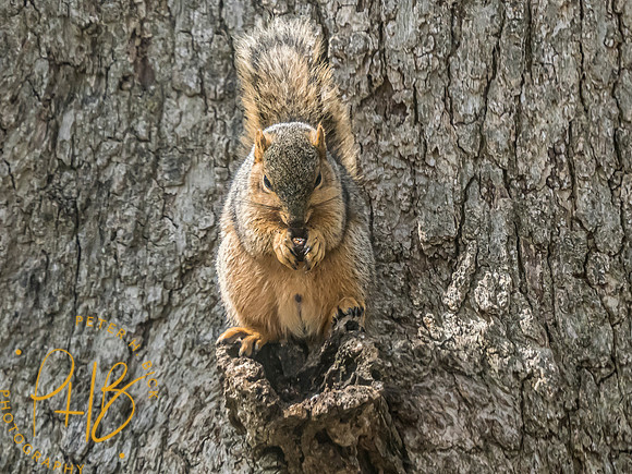 Indiana Birds and Wildlife 2023 1137-Edit