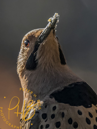 Indiana Birds and Wildlife 2023 0077-Edit