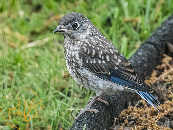 Indiana Birds and Wildlife 2024 5888-Edit