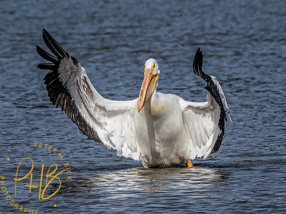 Indiana Birds and Wildlife 2023 0772-Edit