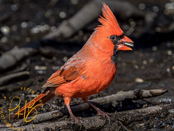 Indiana Birds and Wildlife 2023 0648-Edit