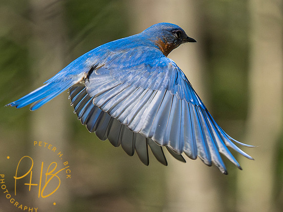 Indiana Birds and Wildlife 2023 2583-Enhanced-NR