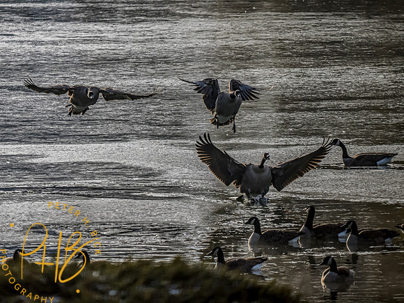 Indiana Birds and Wildlife 2023 0248-Edit