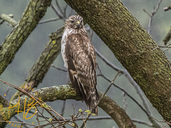 Indiana Birds and Wildlife 2023 2390-Edit