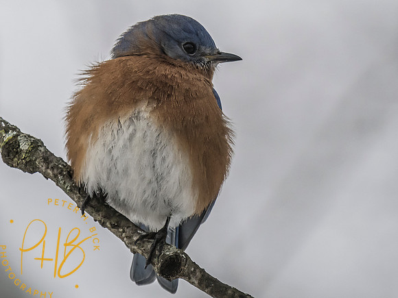 Indiana Birds and Wildlife 2023 0177-Edit