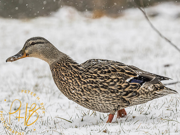 Indiana Birds and Wildlife 2024 1405-Edit