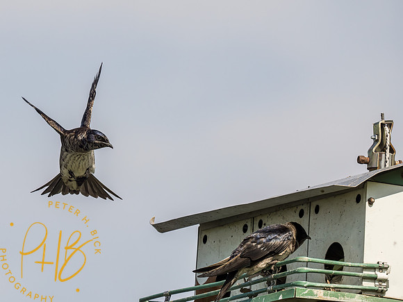 Indiana Birds and Wildlife 2023 3383-Edit