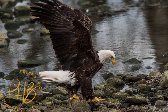 Bald Eagle 2016 0317