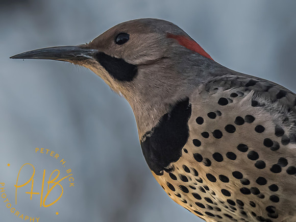 Indiana Birds and Wildlife 2023 0067-Edit