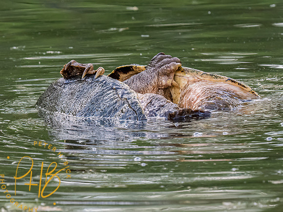 Indiana Birds and Wildlife 2023 3012-Edit