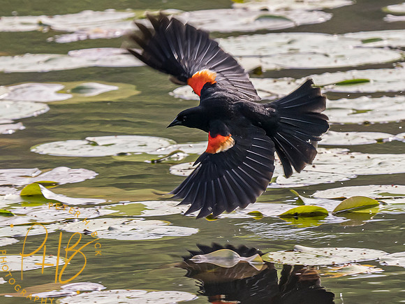 Indiana Birds and Wildlife 2023 3242-Edit