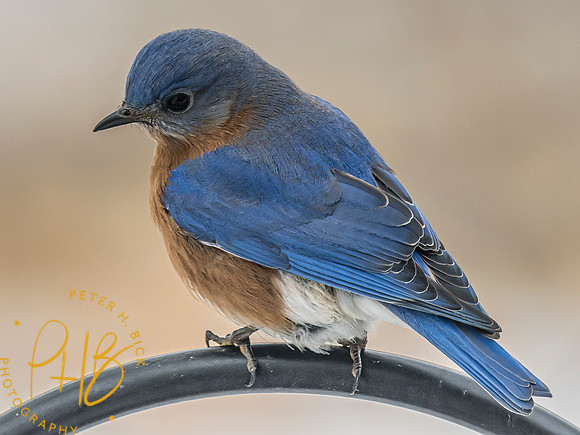 Indiana Birds and Wildlife 2023 0212-Edit