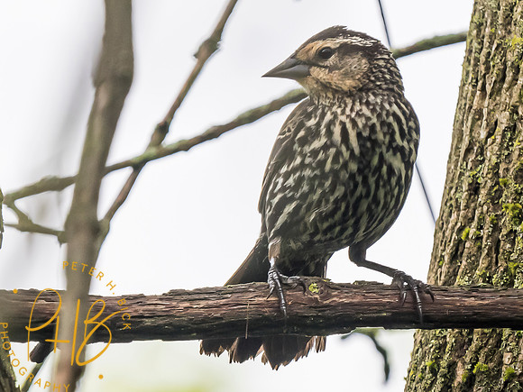 Indiana Birds and Wildlife 2023 3203-Edit
