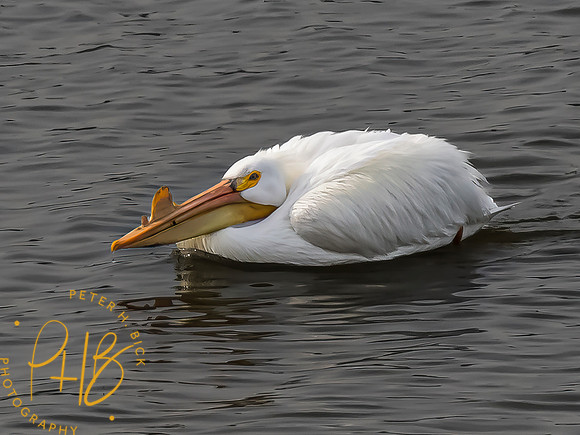 Indiana Birds and Wildlife 2023 1607-Edit