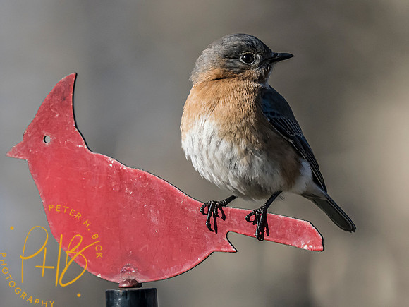 Indiana Birds and Wildlife 2023 0585-Edit