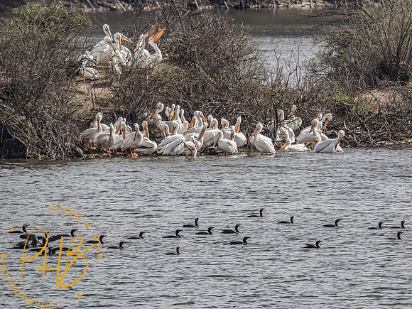 Indiana Birds and Wildlife 2023 1568-Edit