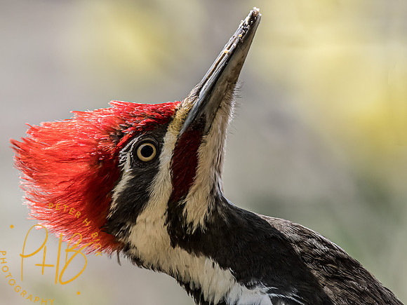 Indiana Birds and Wildlife 2023 2229-Edit