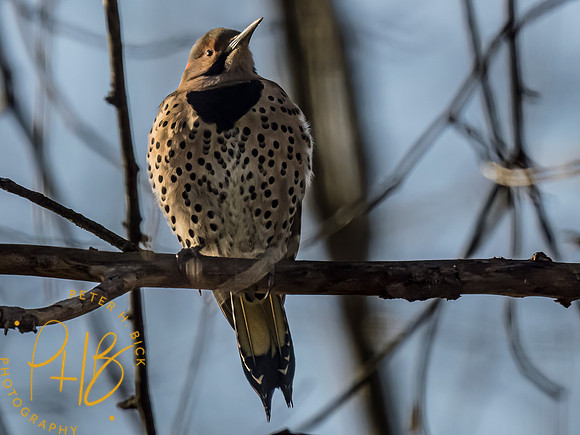 Indiana Birds and Wildlife 2023 0048-Edit