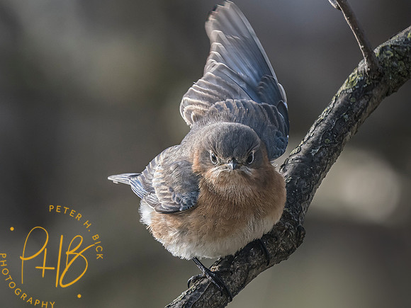 Indiana Birds and Wildlife 2023 0532-Edit