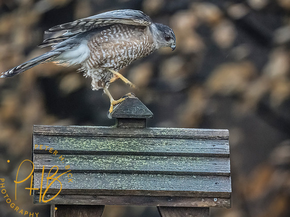 Indiana Birds and Wildlife 2023 0106-Edit