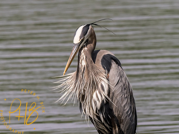 Indiana Birds and Wildlife 2023 3404-Edit