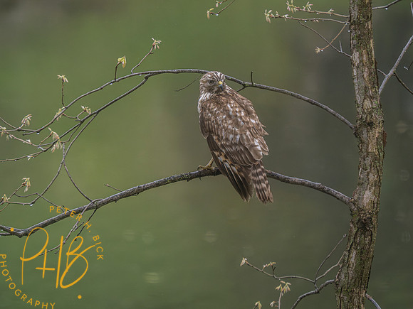 Indiana Birds and Wildlife 2023 2416-Enhanced-NR