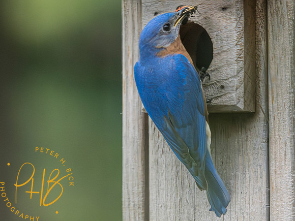 Indiana Birds and Wildlife 2023 3534-Enhanced-NR