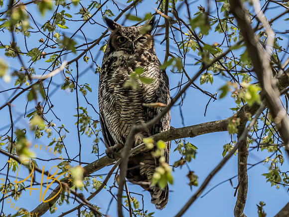 Indiana Birds and Wildlife 2023 2084-Edit