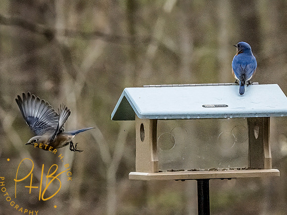 -Indiana Birds and Wildlife 2022 3460-Edit-Edit