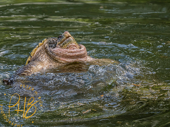 Indiana Birds and Wildlife 2023 3030-Edit