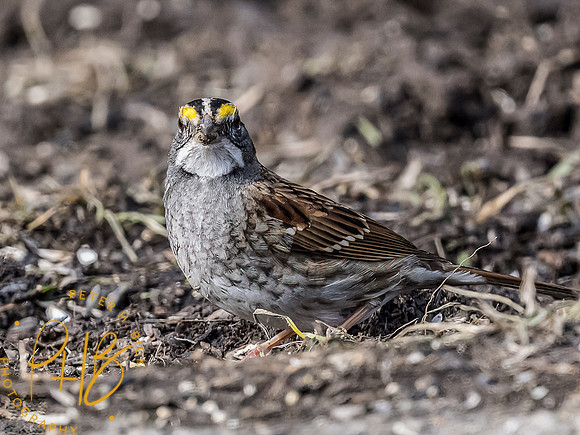 Indiana Birds and Wildlife 2023 0395-Edit