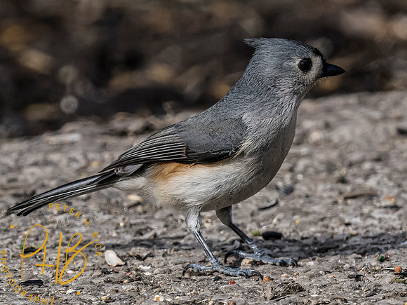Indiana Birds and Wildlife 2023 0421-Edit