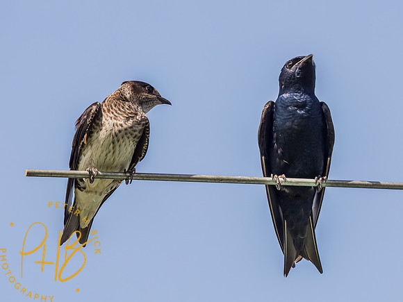 Indiana Birds and Wildlife 2023 3388-Edit