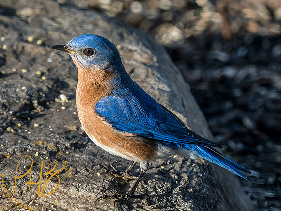 Indiana Birds and Wildlife 2023 0504-Edit