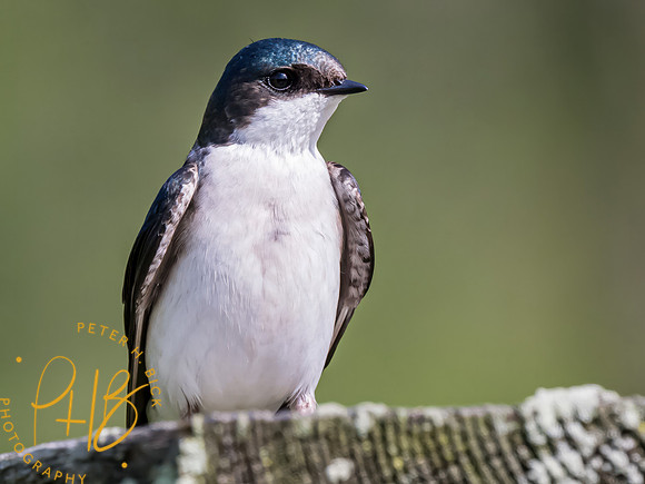 Indiana Birds and Wildlife 2023 3275-Edit