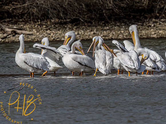 Indiana Birds and Wildlife 2023 0701-Edit