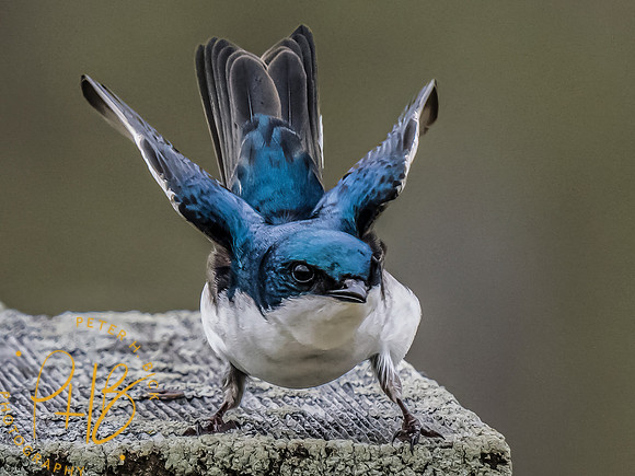 Indiana Birds and Wildlife 2023 1491-Edit