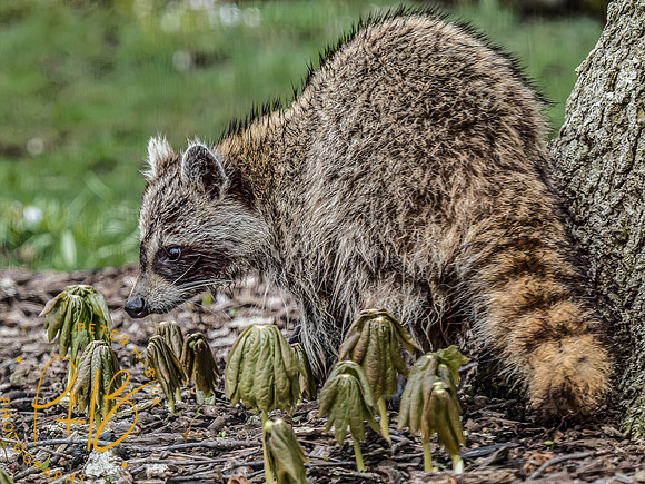 -Indiana Birds and Wildlife 2022 3514-Edit-Edit