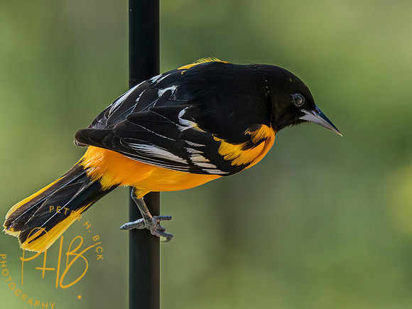 Indiana Birds and Wildlife 2023 2836-Enhanced-NR