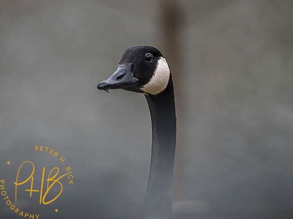 Indiana Birds and Wildlife 2023 0518-Edit