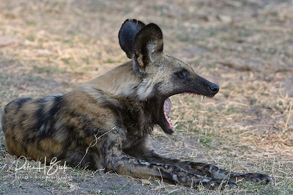 Africa 08 11211