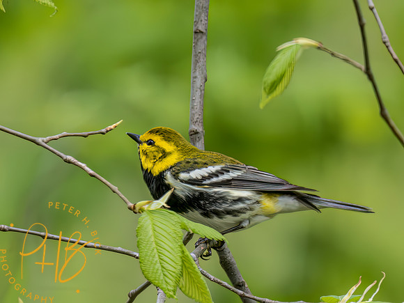 Indiana Birds and Wildlife 2023 2868-Enhanced-NR-Edit