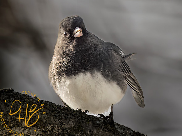 Indiana Birds and Wildlife 2023 0263-Edit