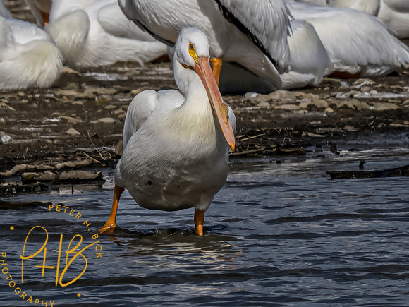 Indiana Birds and Wildlife 2023 0752-Edit