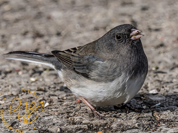 Indiana Birds and Wildlife 2023 0418-Edit